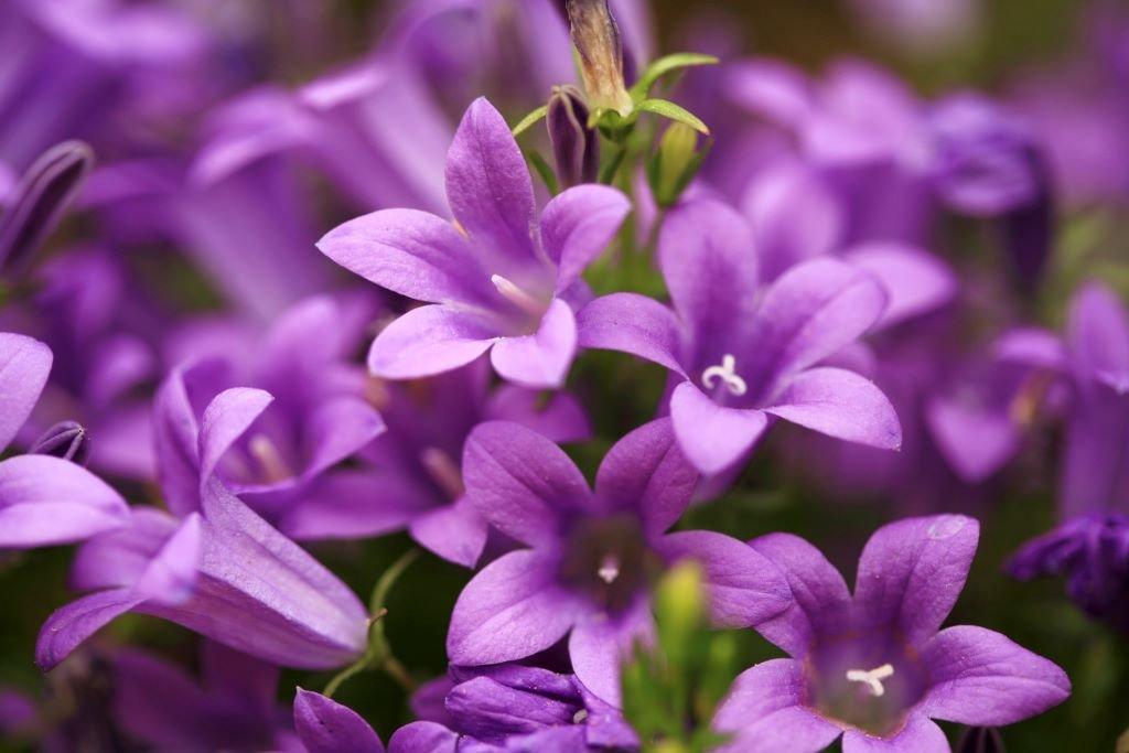 Campanula-purple-flowering-plant