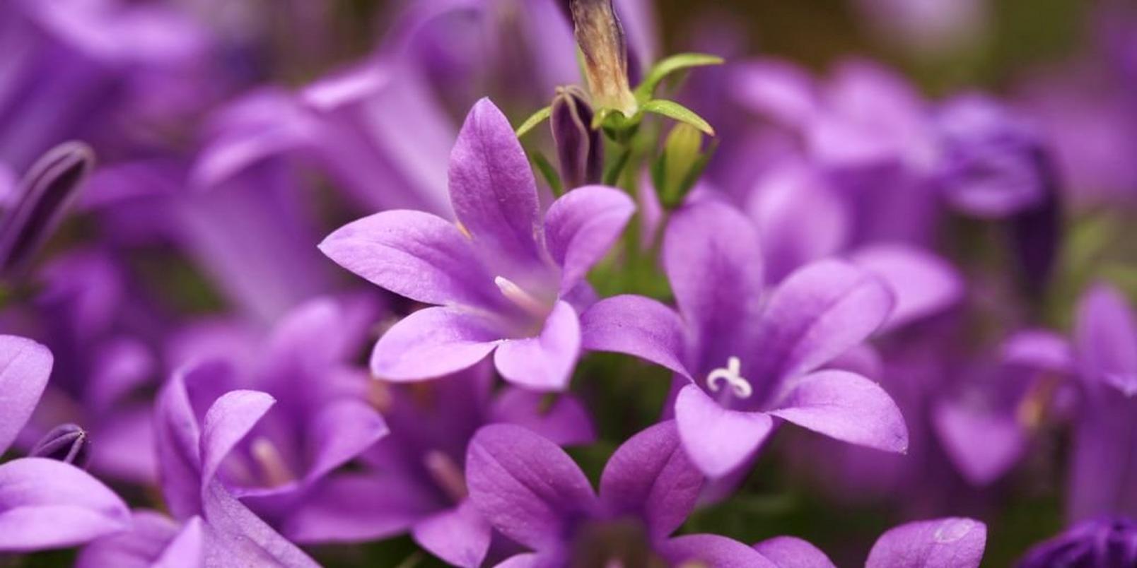 Campanula-purple-flowering-plant