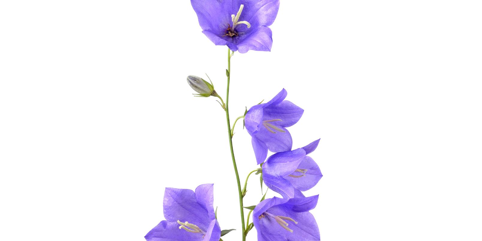Campanula