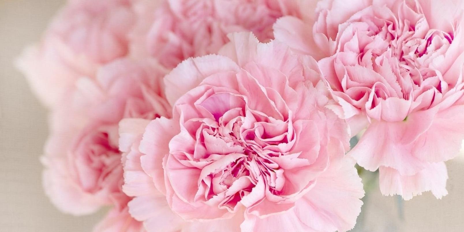 Carnations-pink-flowers