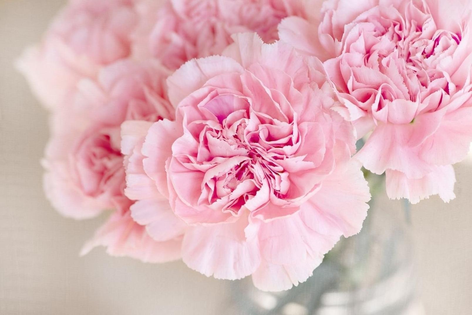 Carnations-pink-flowers