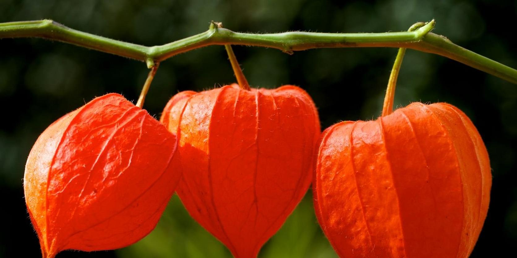 Chinese-lanterns
