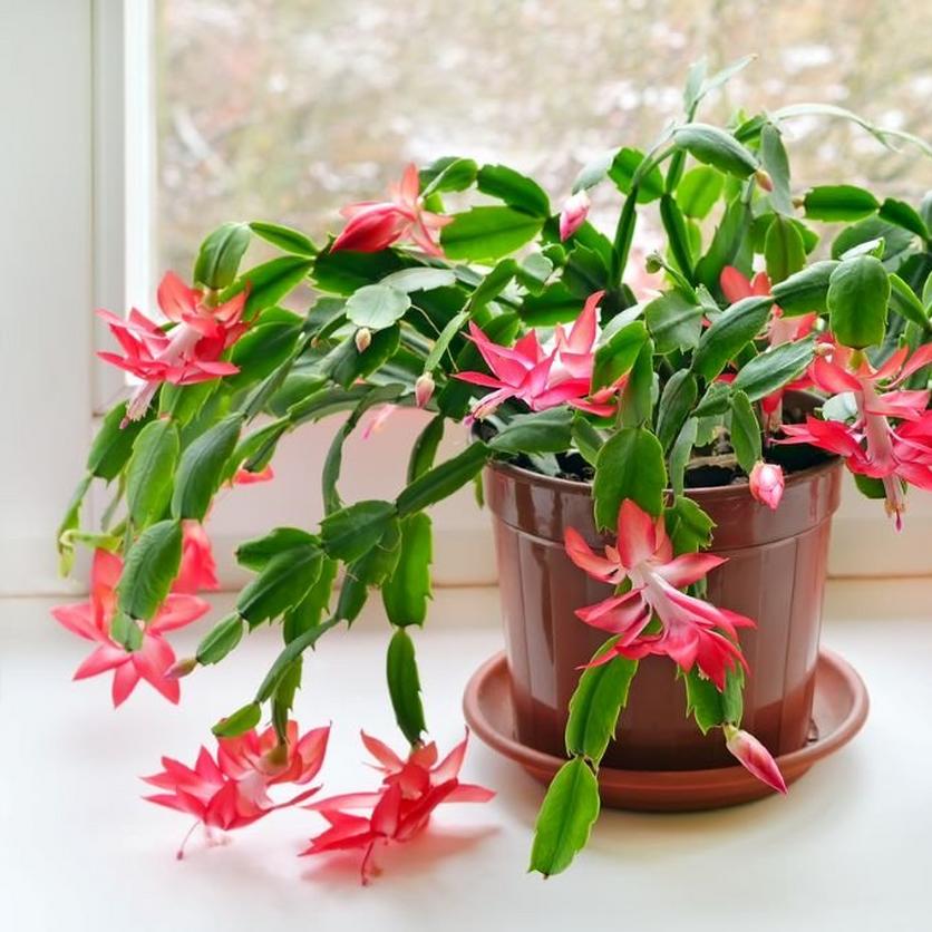 Christmas-cactus-flowering-plant