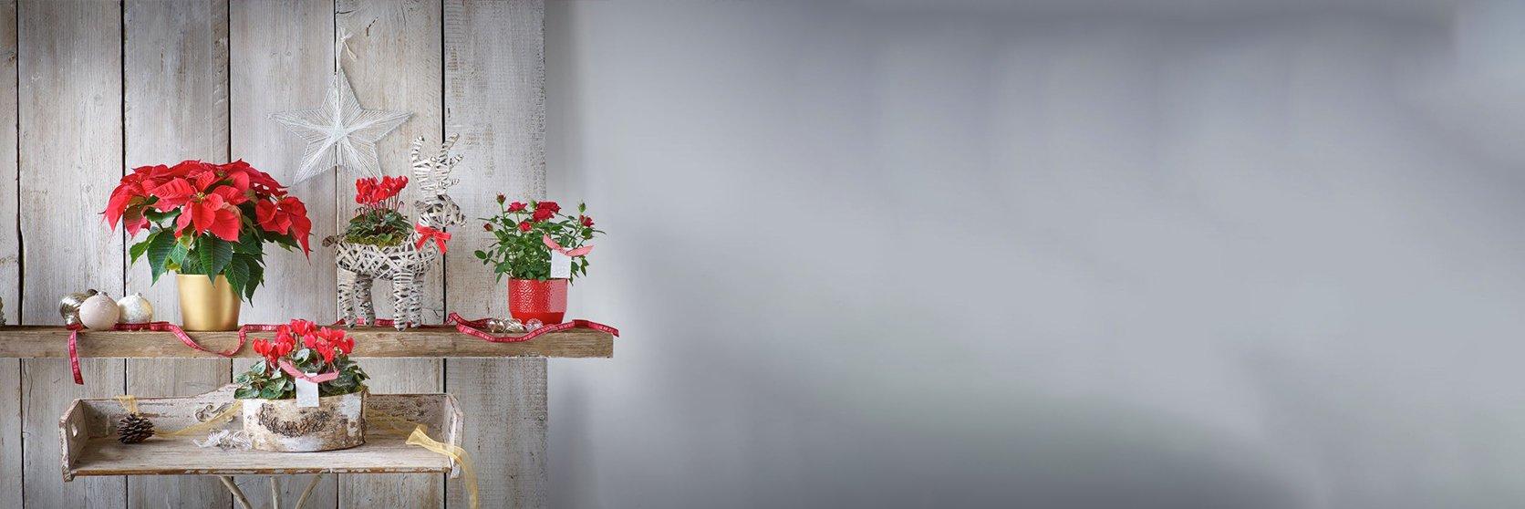 Christmas-plants-cropped-banner