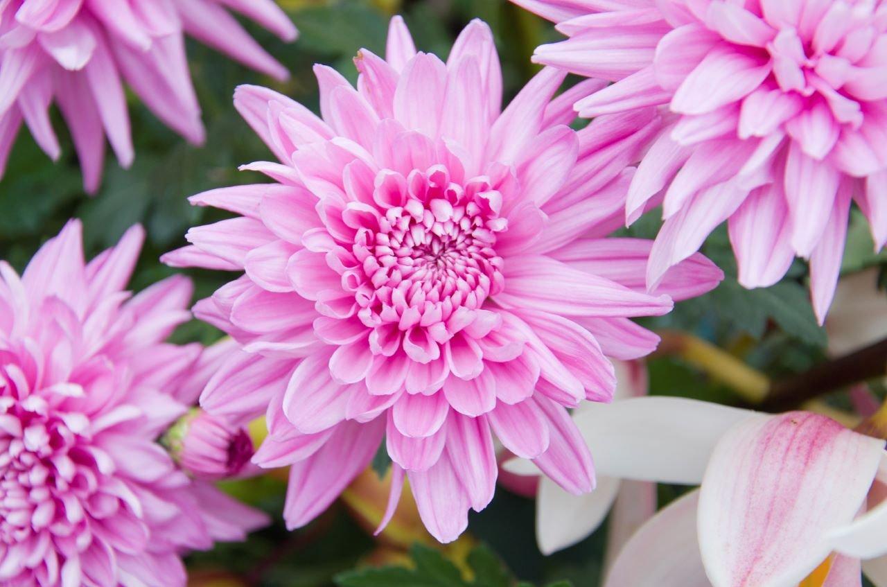 Chrysanthemum-pink-flowers