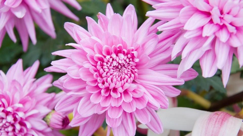 Chrysanthemum-pink-flowers