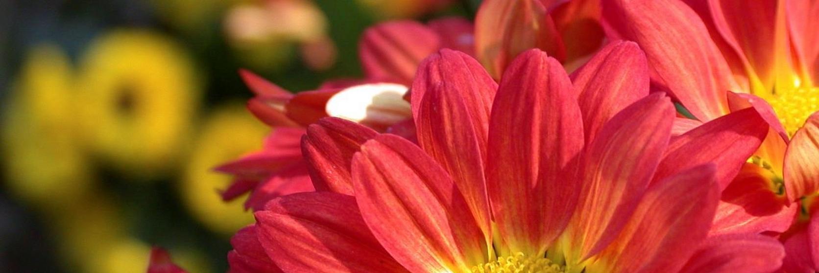 Chrysanthemum-red-flowers