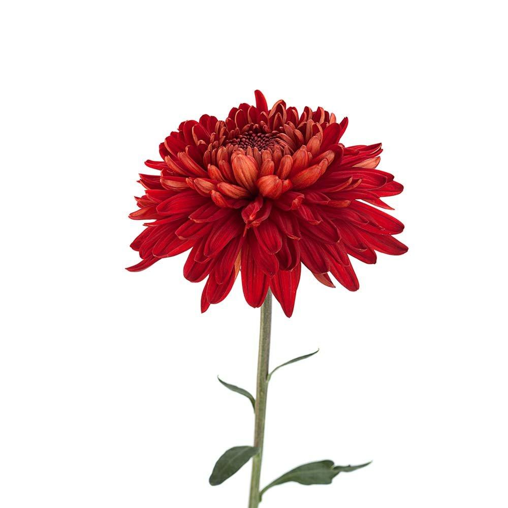 Chrysanthemum-red-single-flower