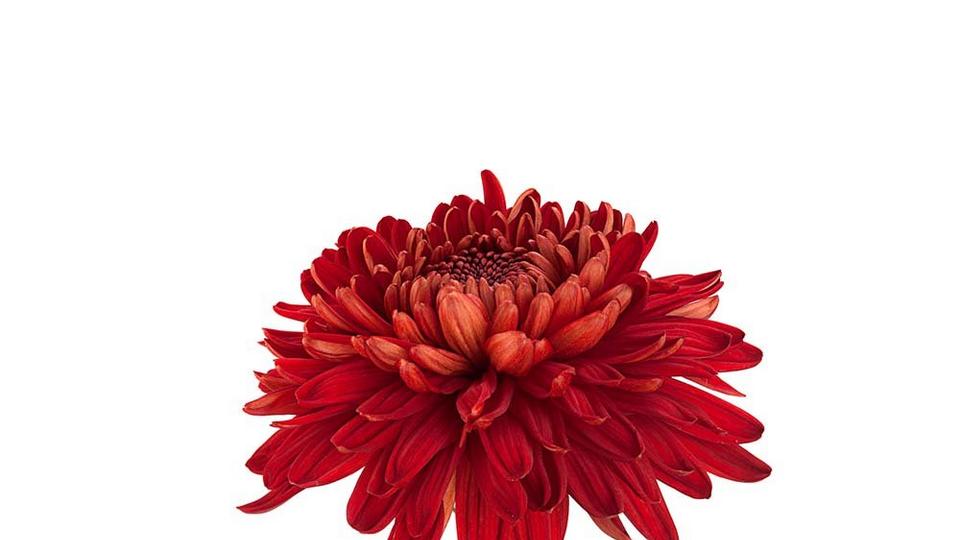 Chrysanthemum-red-single-flower