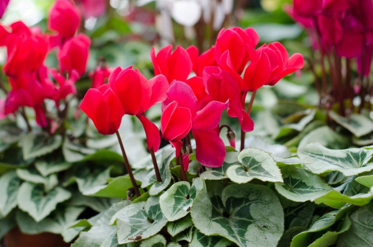 Cyclamen2