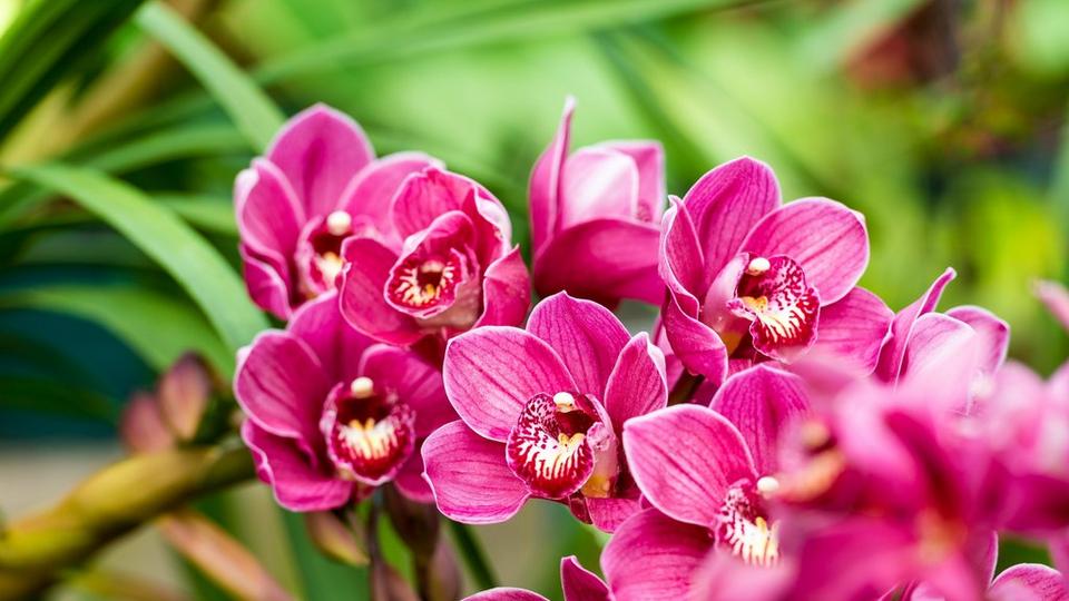 Cymbidium-orchid-pink-flower