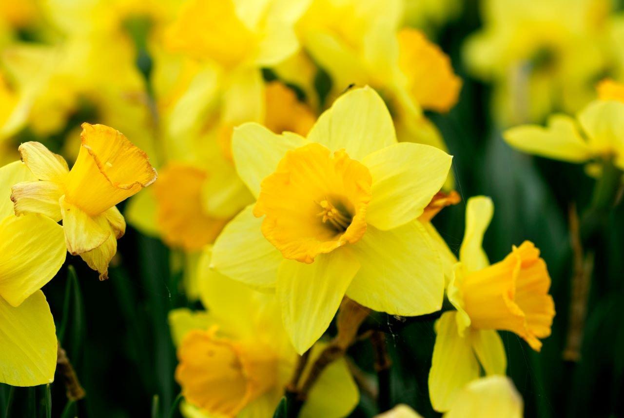 Daffodils