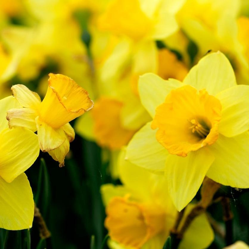 Daffodils-yellow-fresh