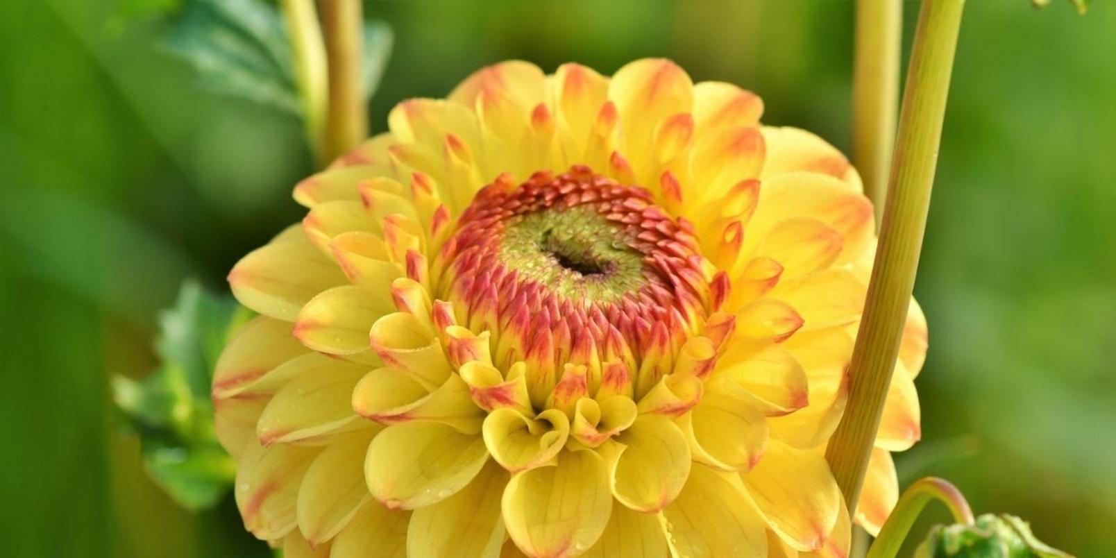 Dahlias-yellow-flowers