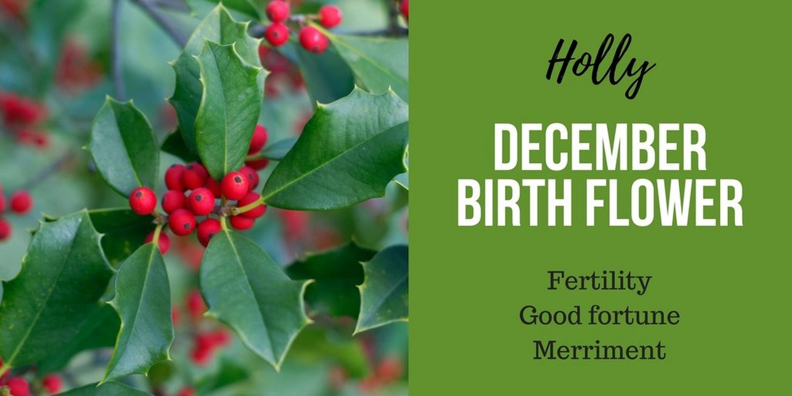 December-birth-flowerff