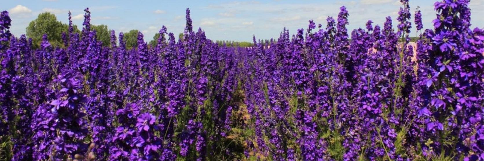 Delphinium field