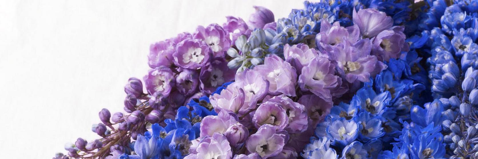 Delphinium-liac-blue-flowers