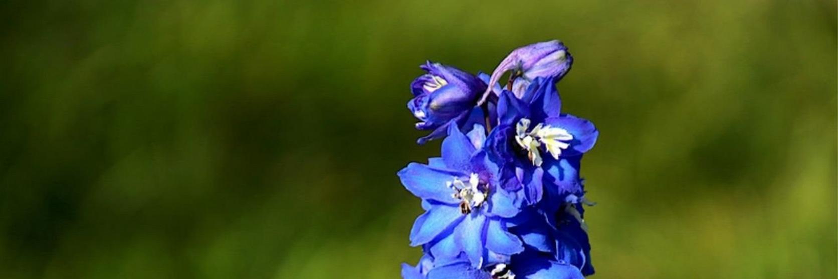 Delphiniums-blue-flowers