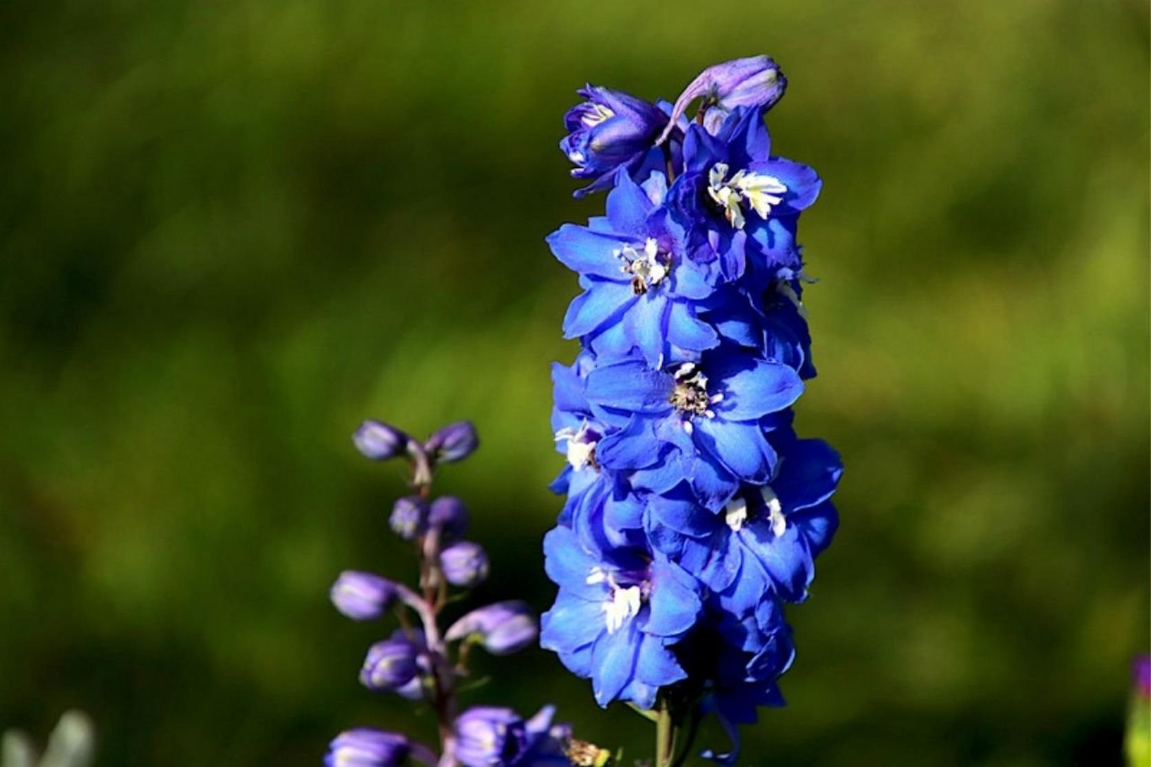 Delphiniums-blue-flowers