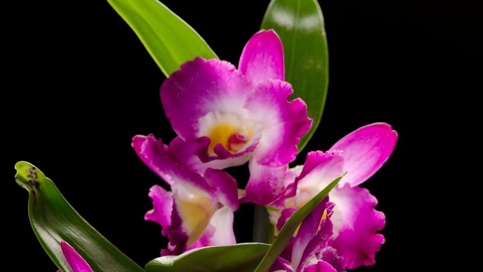 Dendrobium-orchid-purple-flower