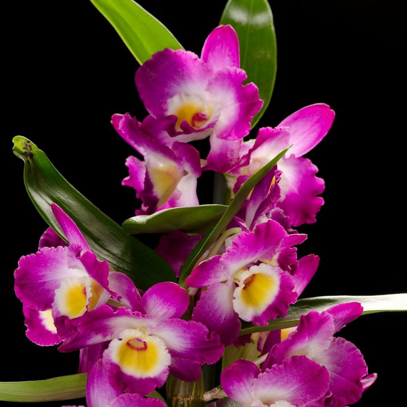 Dendrobium-orchid-purple-flower