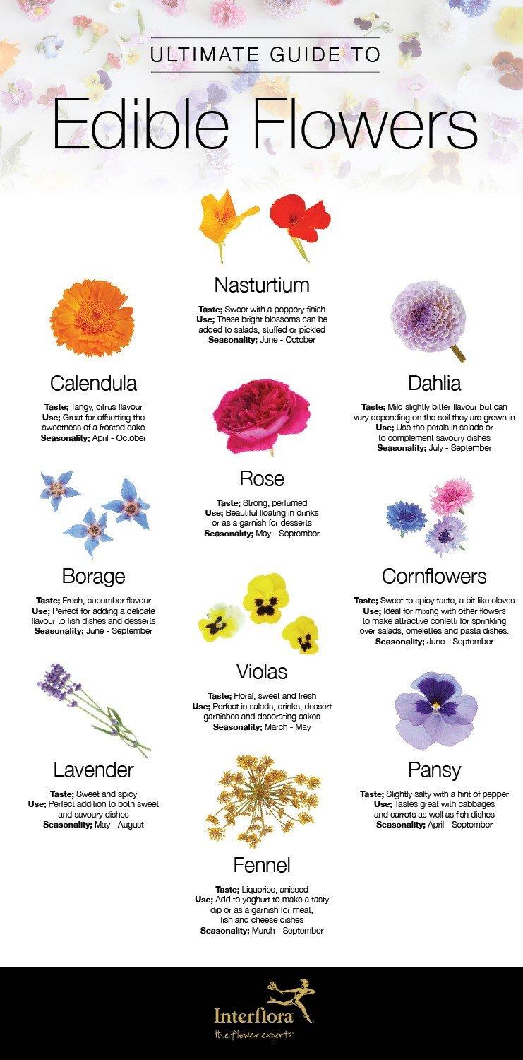 Edible-Flowers-infographic