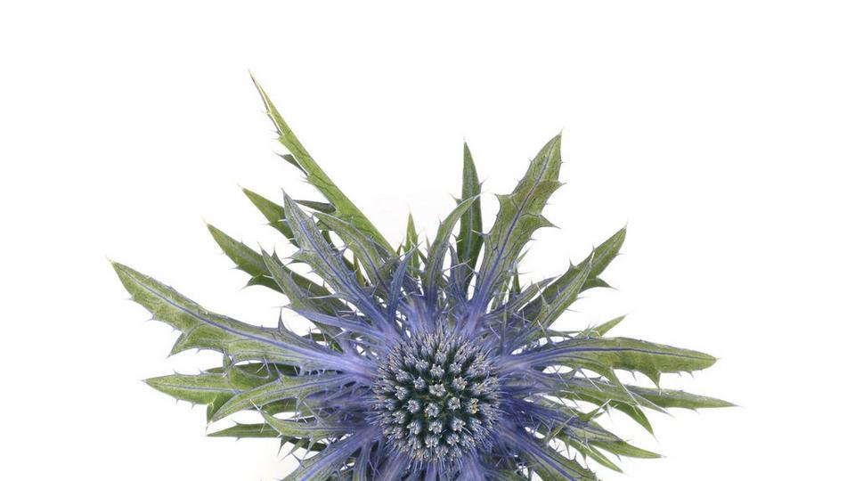 Eryngium -blue-flower