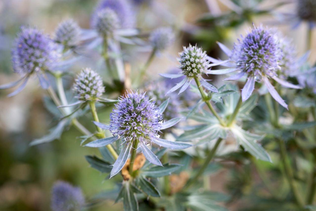 Eryngium-blue-flower