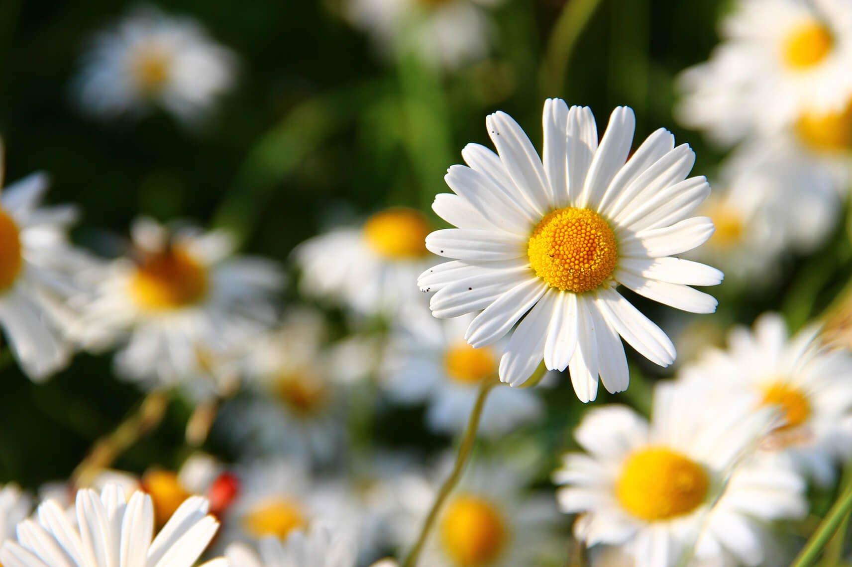 FF SEO_birthMonthFlowers_daisy