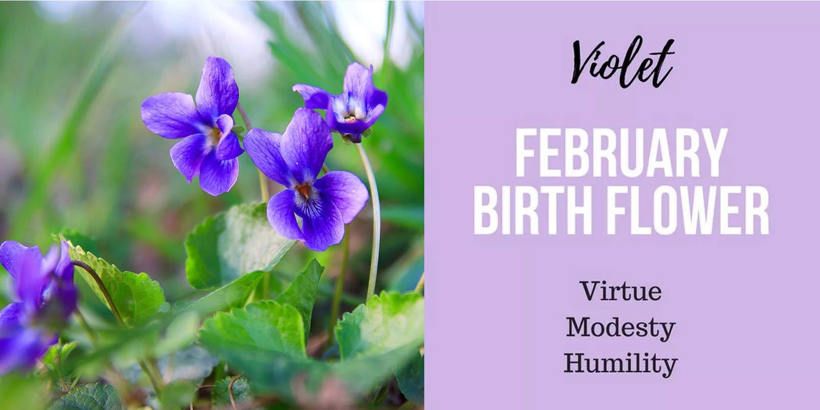 February-birth-flower-UPDATE