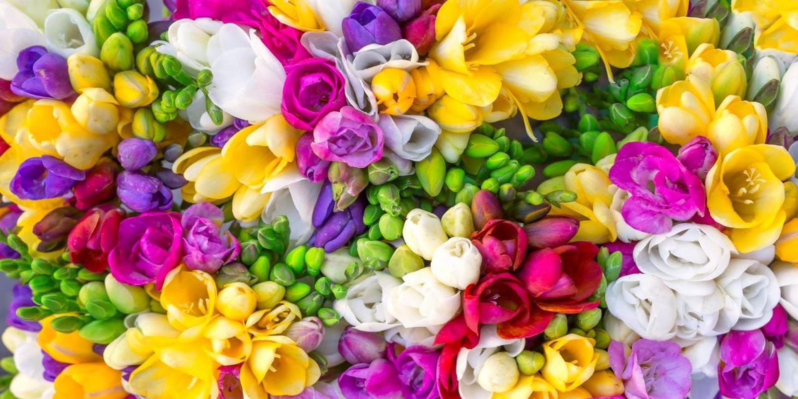 Freesias