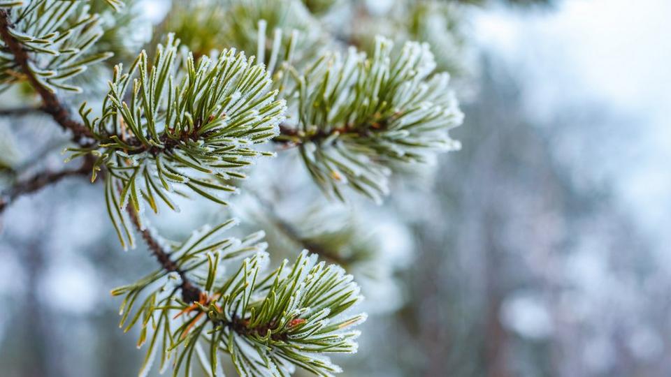 Frosty_pine_needles_on_branches