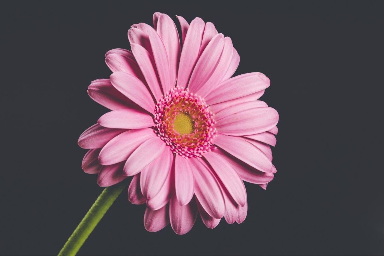 Gerbera