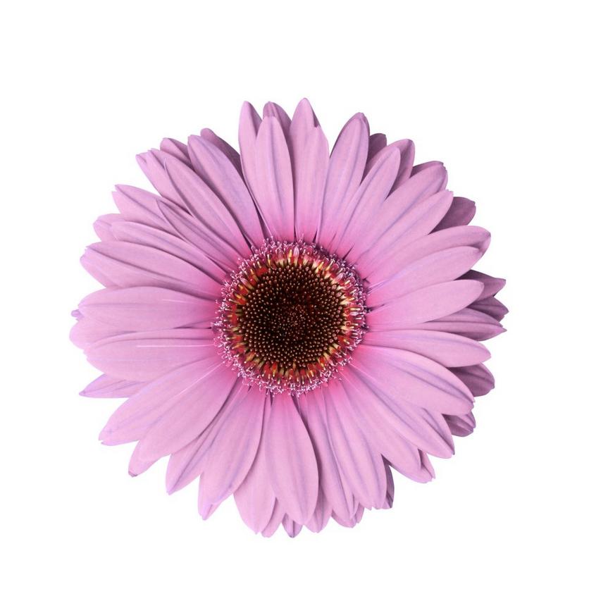 Gerbera-pink-flowers