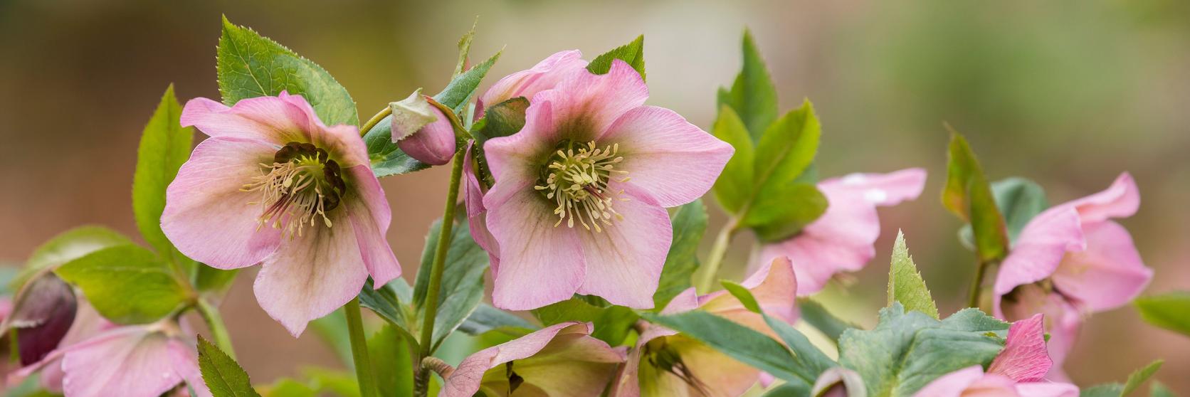 Group_of_light_pink_hellebores_with_green_background
