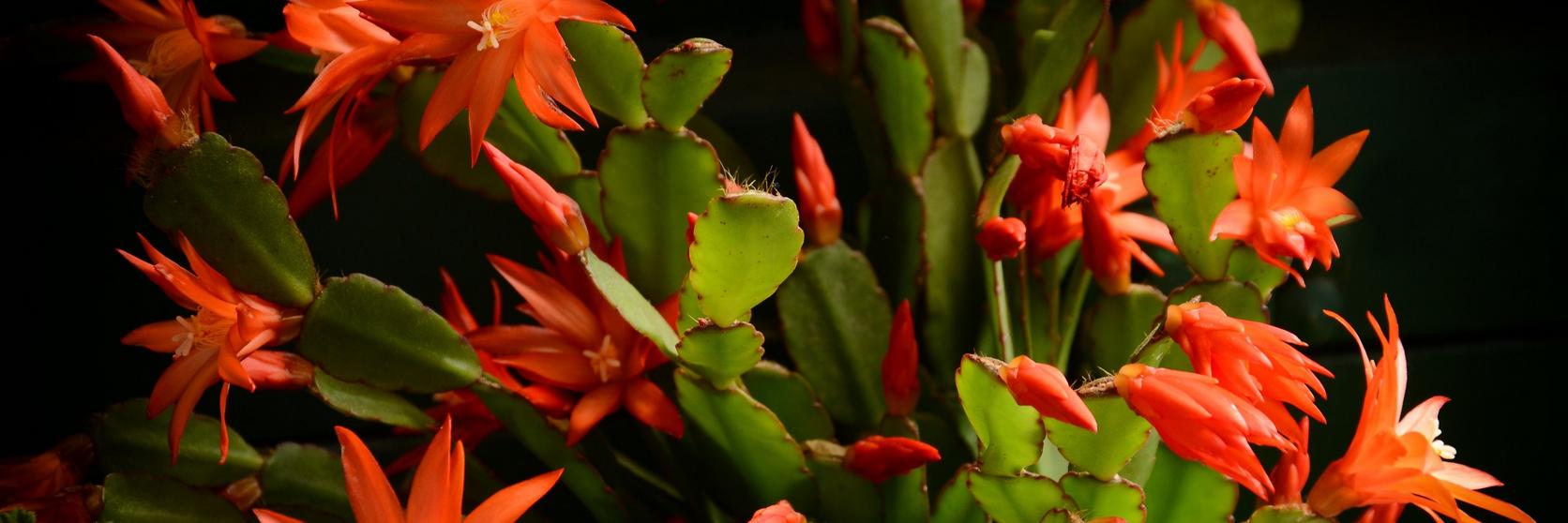 Group_of_orange_christmas_cactus_flowers_on_a_black_background