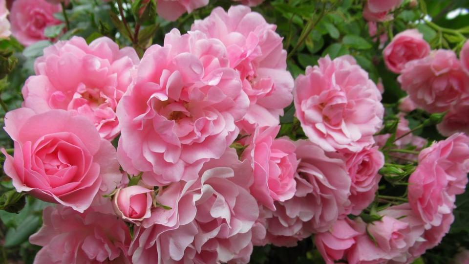 Group_of_pink_roses_in_full_bloom
