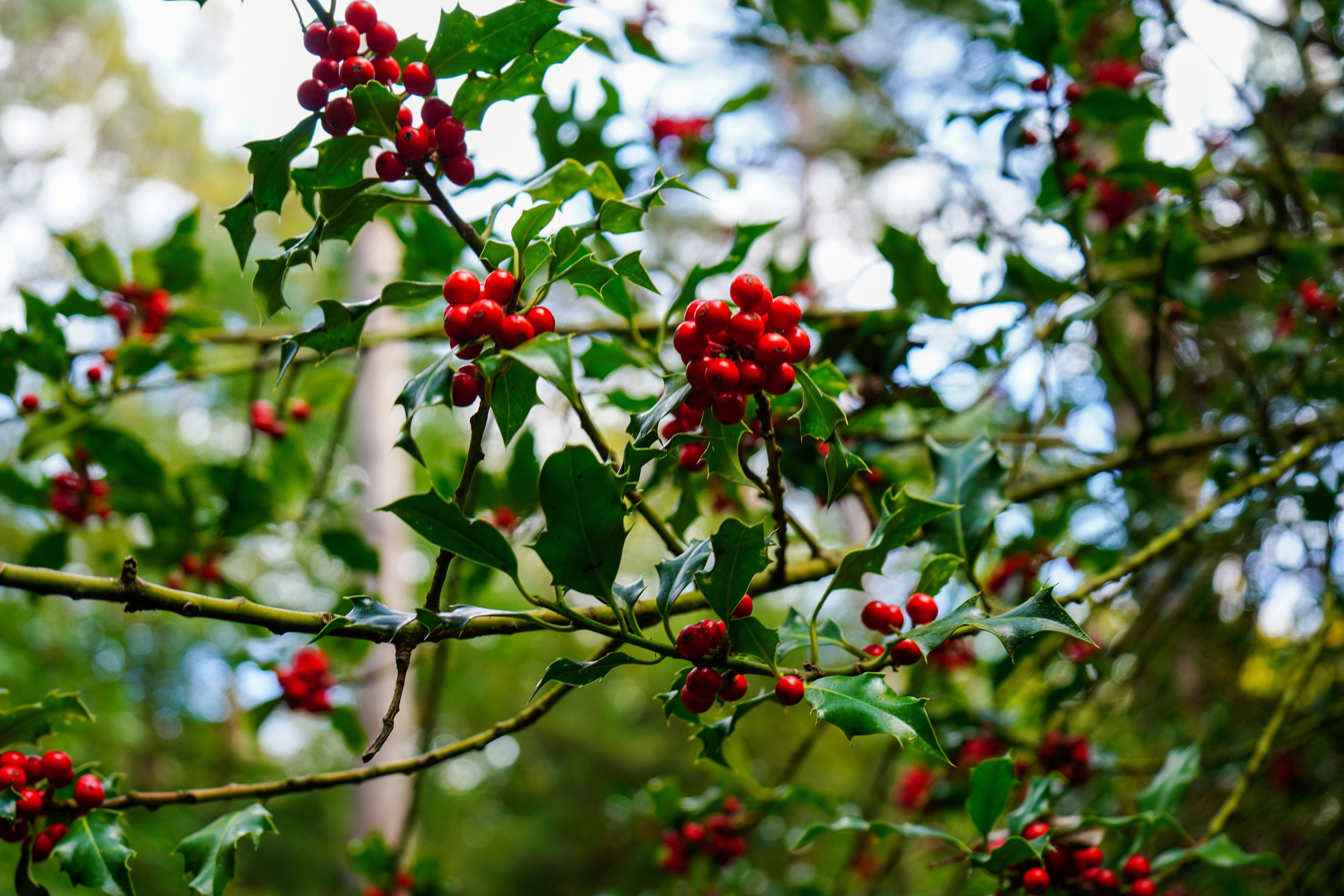 Groups_of_bright_red_berries_and_leaves_in_a_holly_bush