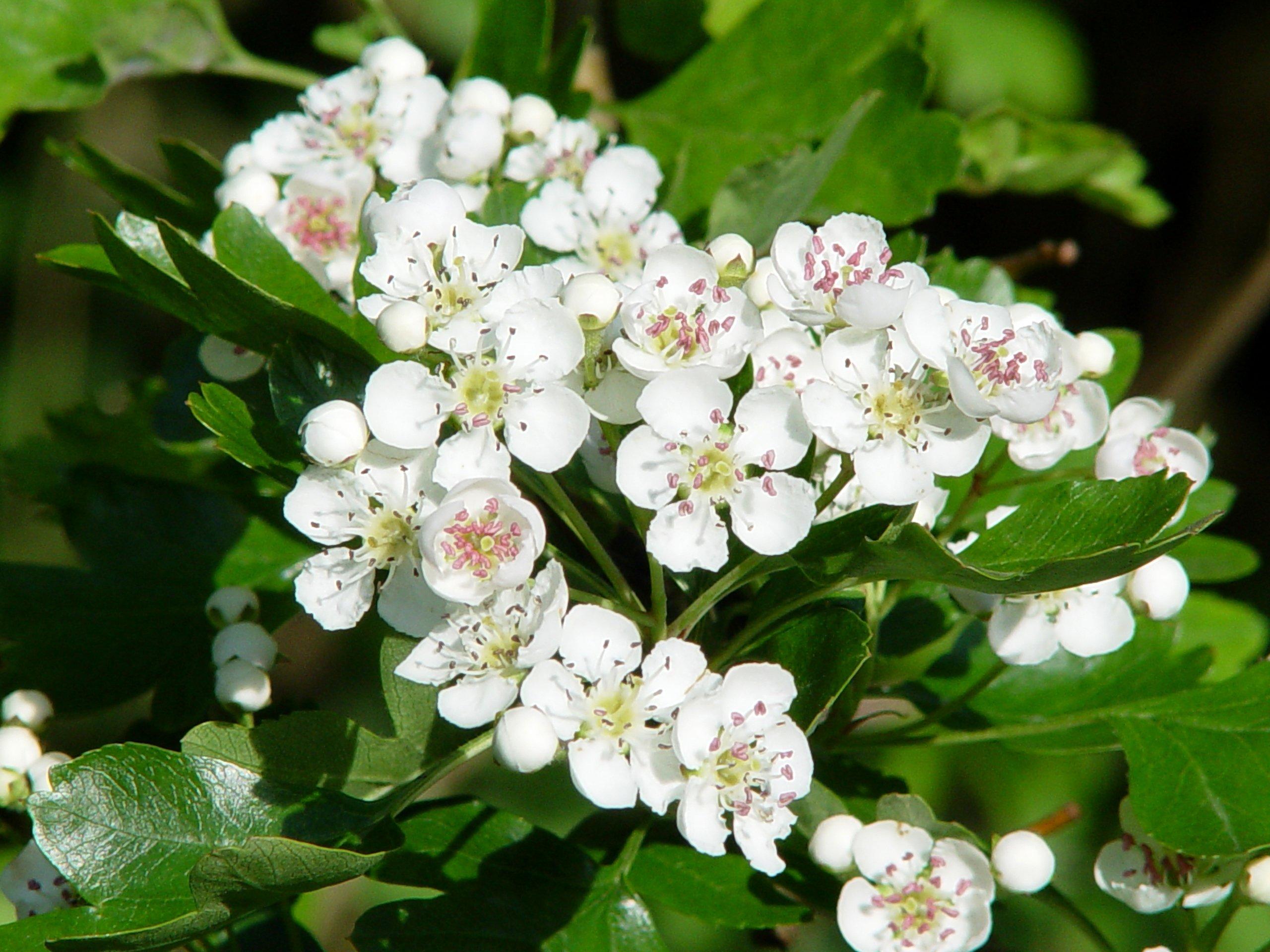 Hawthorn