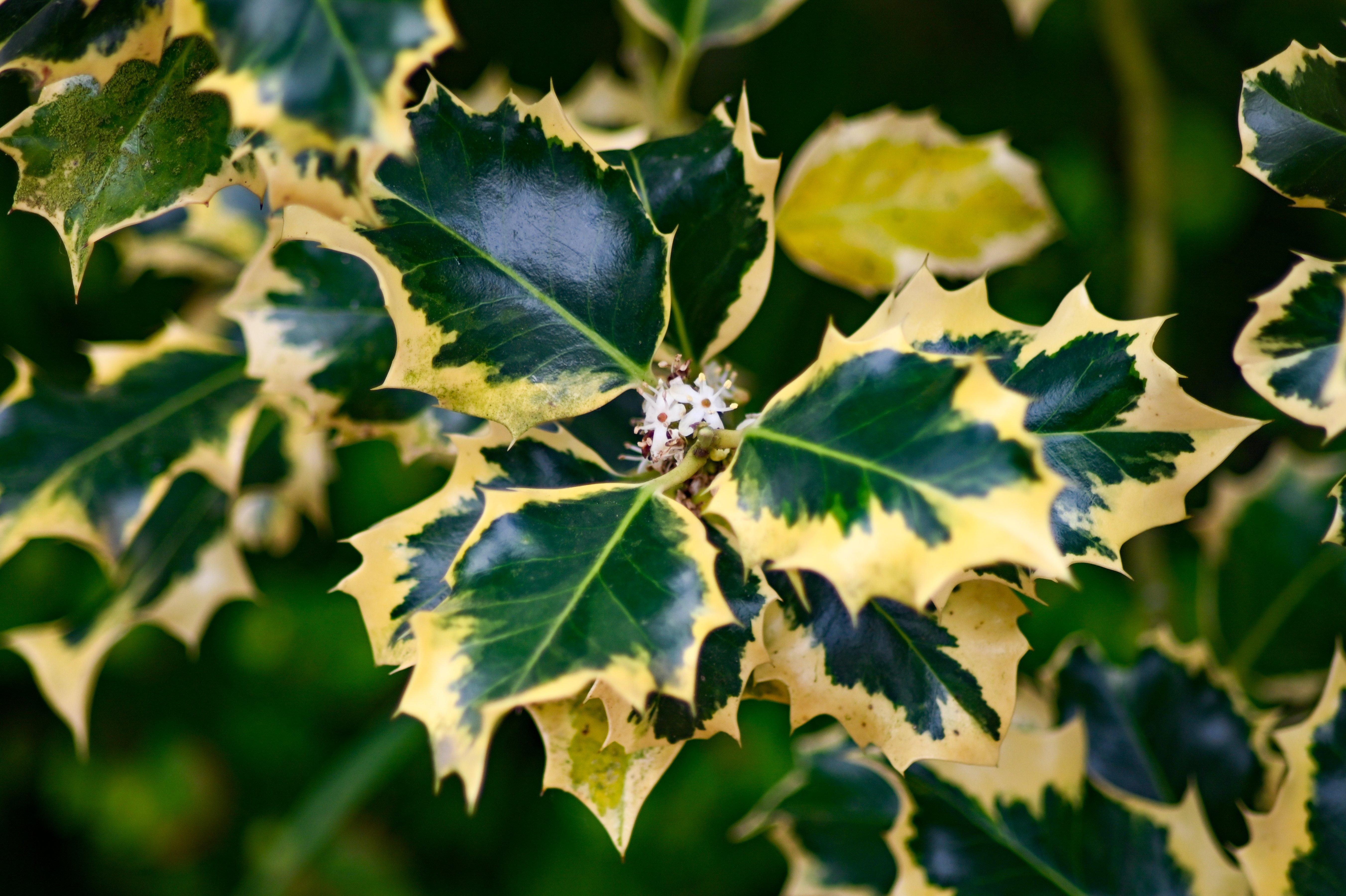 Hedgehog_holly_Ilex_aquifolium_ferox_argentea_with_tiny_white_flowers