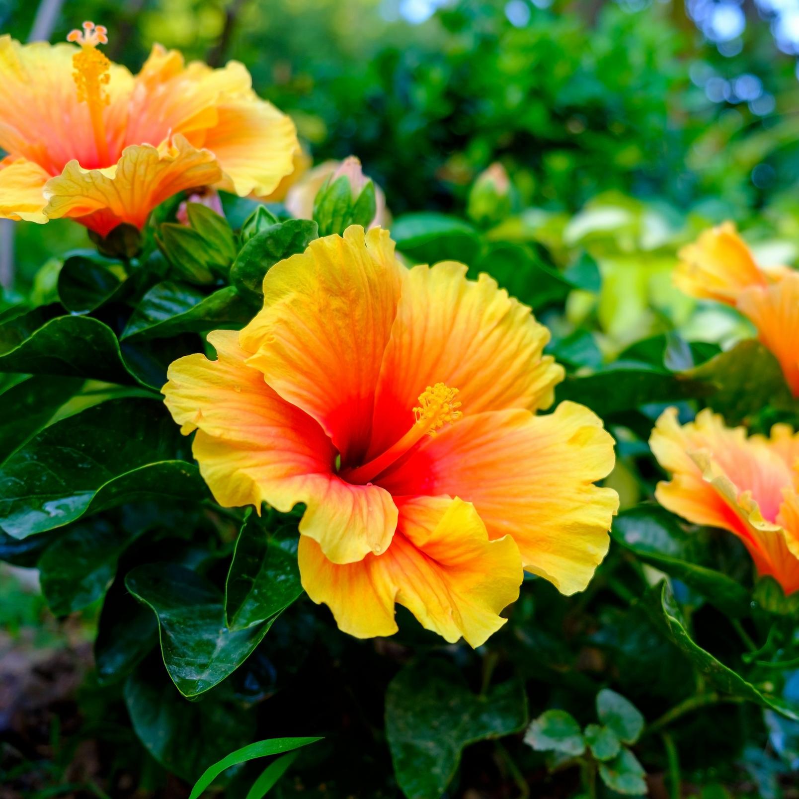 Hibiscus