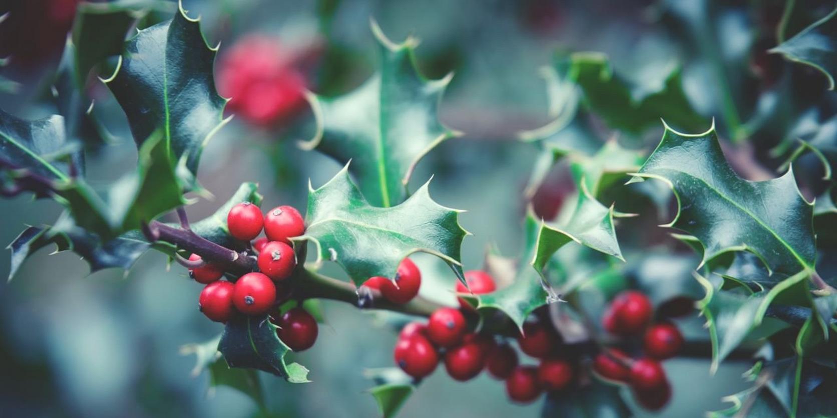 Holly-plant
