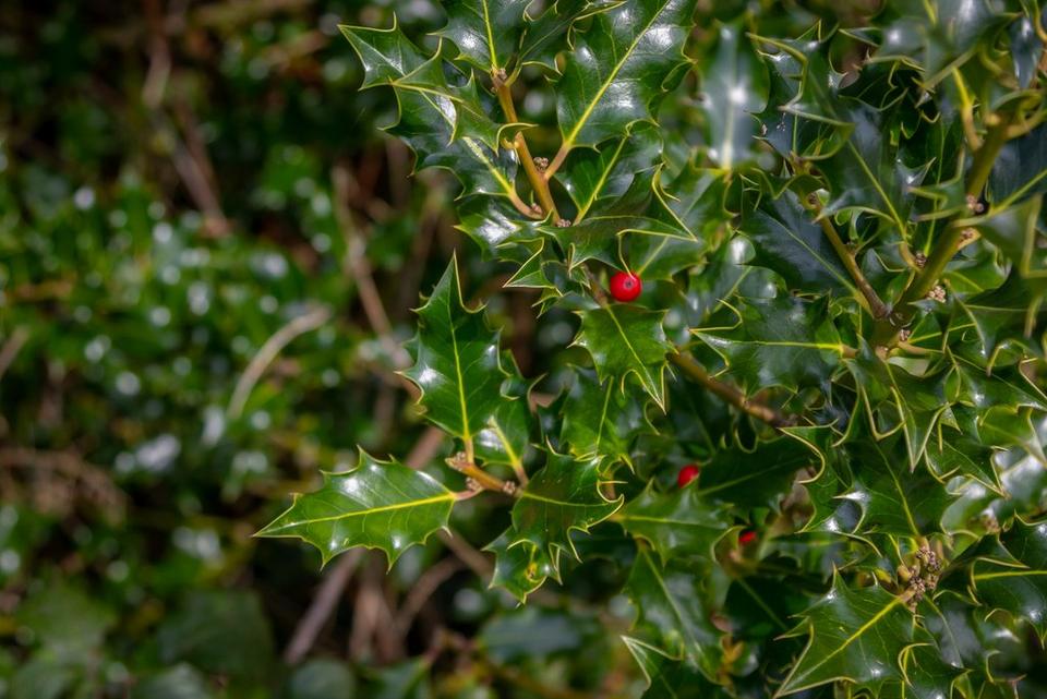 Holly_bush_with_dark_green_leaves