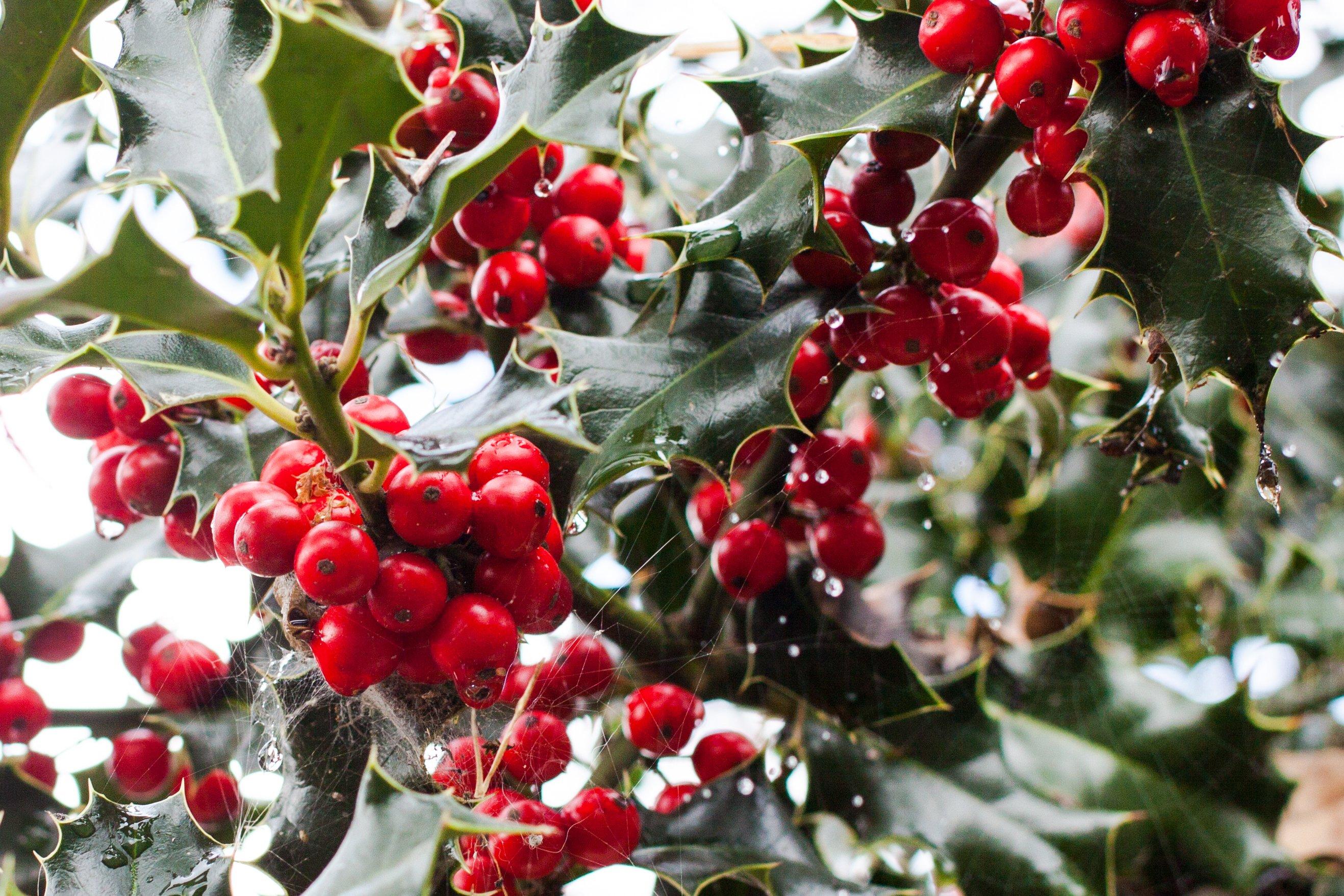 Holly_leaves_and_berries_in_the_rain