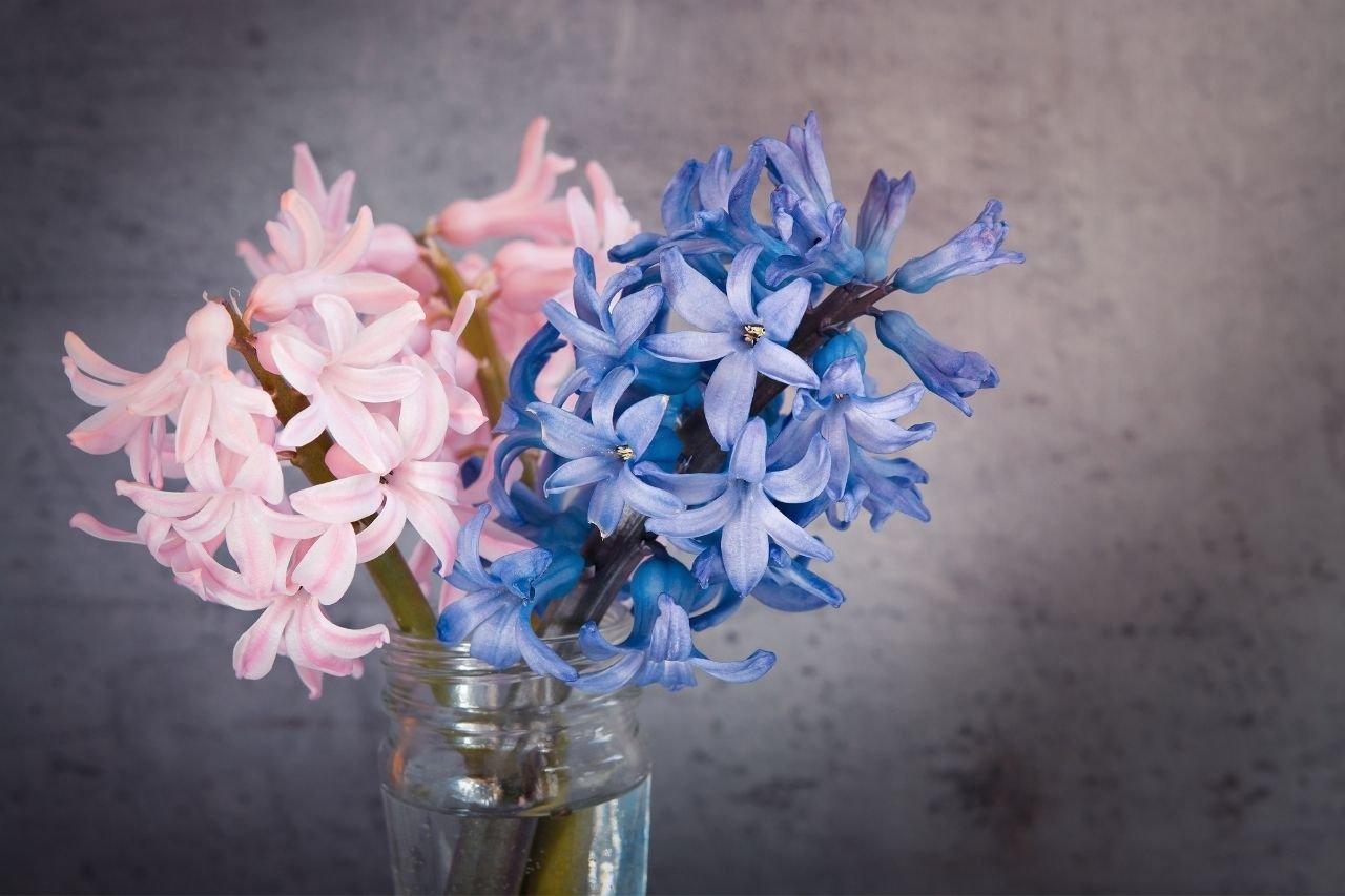 Hyacinth-pink-blue-flowers