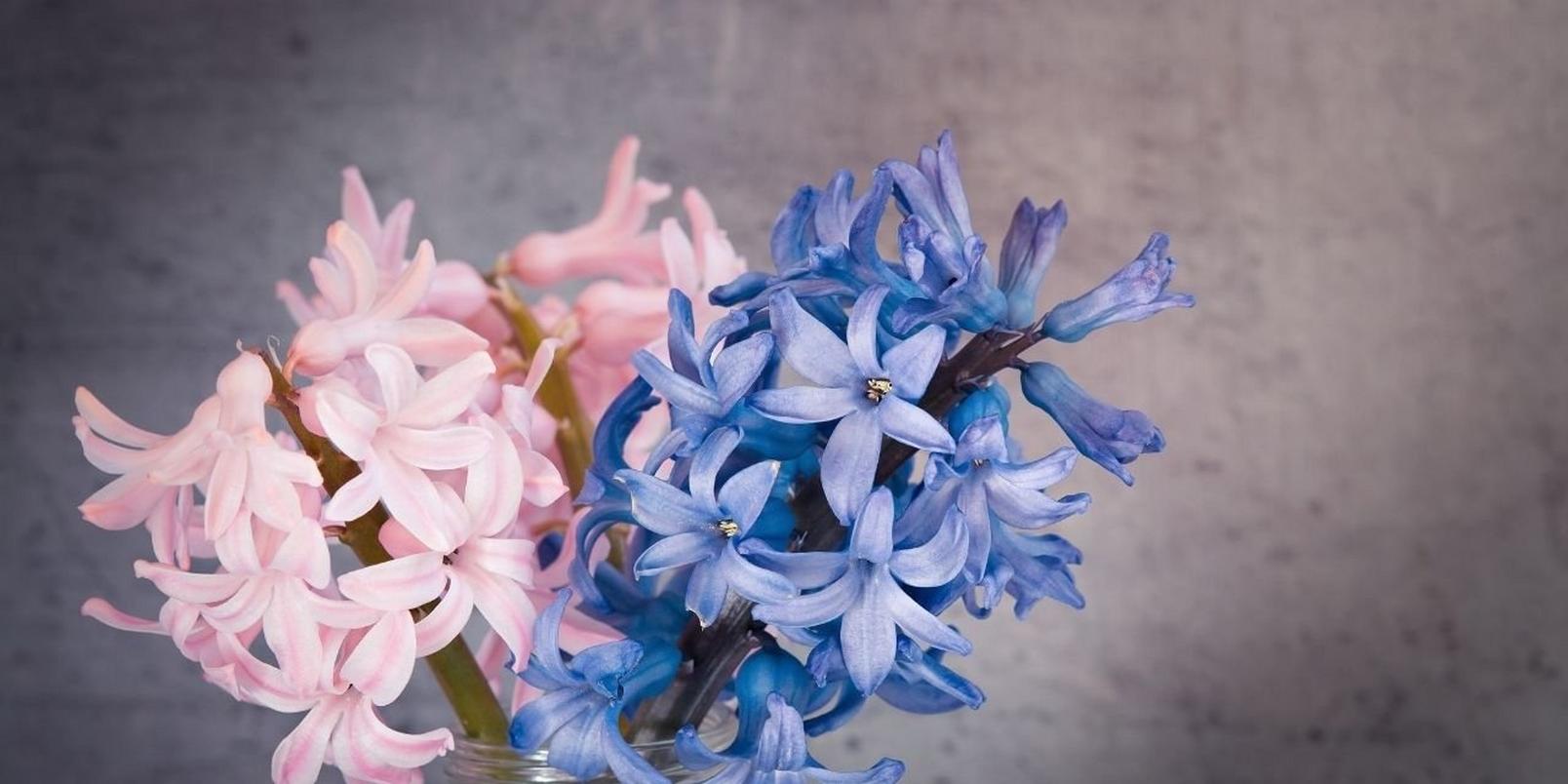 Hyacinth-pink-blue-flowers