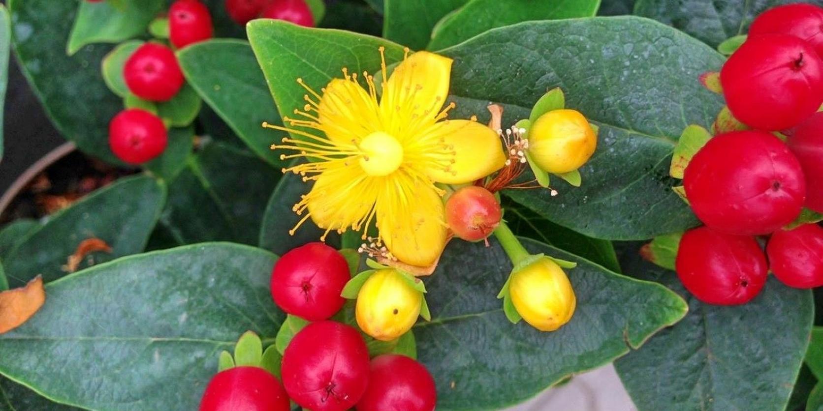 Hypercium-berries-2