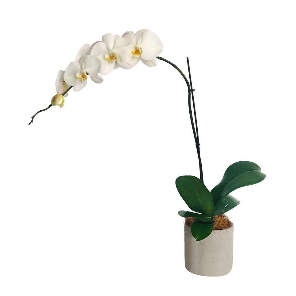 Image 1 of 1 of Moth Orchid