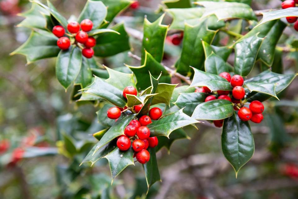 Ilex_aquifolia_green_bush_with_red_berries