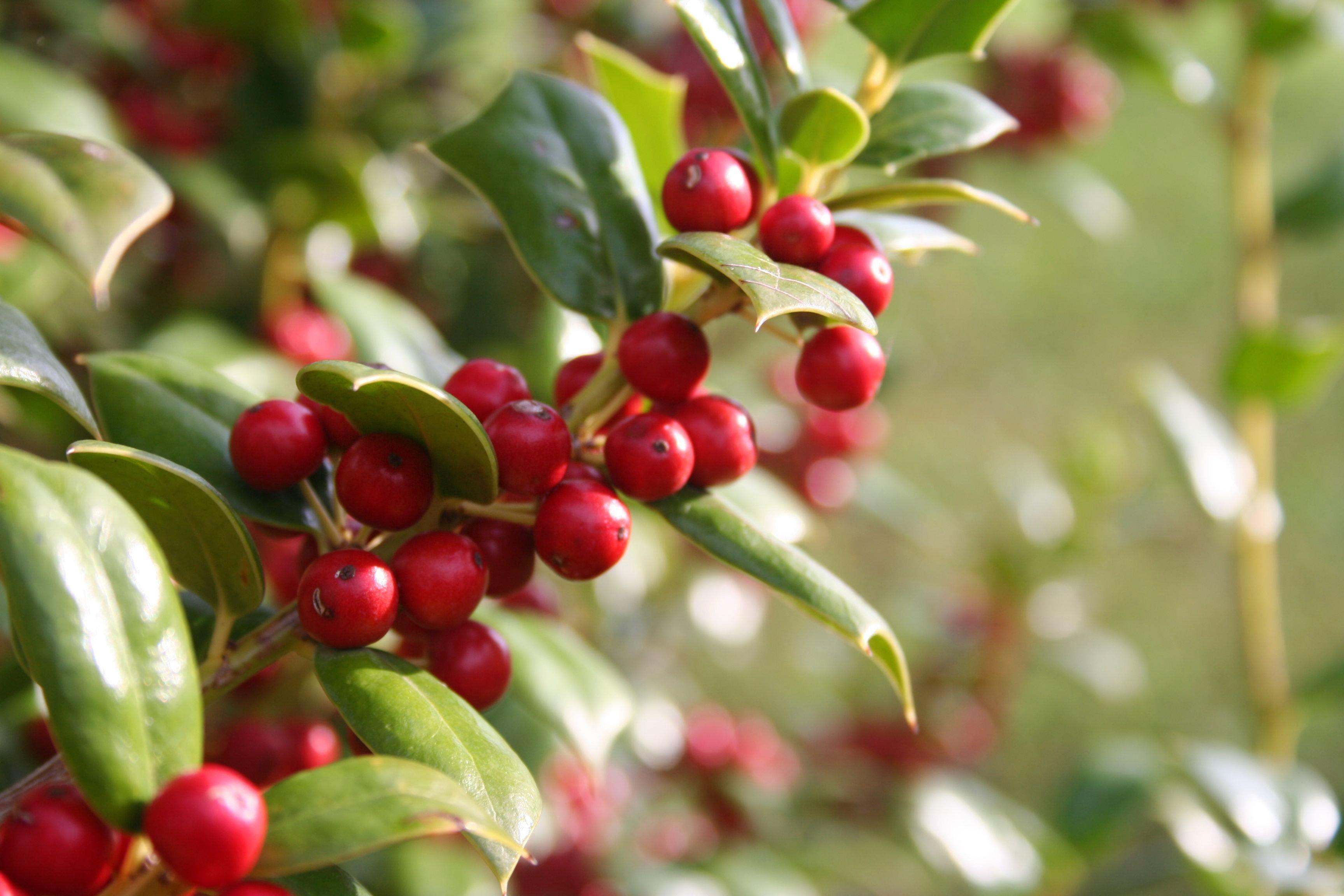 Ilex_cornuta_bush_holly_tree_with_ripe_red_berries_in_winter